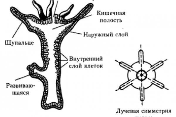 Кракен даркнет только через стор